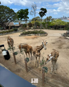 Taronga Zoo 塔龍加動物園攻略 雪梨必去景點