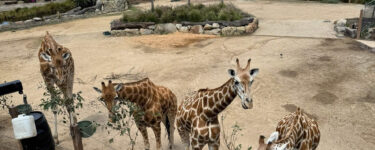 雪梨推薦景點｜Taronga Zoo 塔龍加動物園攻略 2024門票優惠